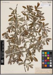 Foto von Salix discolor Muhl.